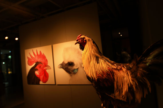 The Cosmopolitan Chicken Project, by Koen Vanmechelen