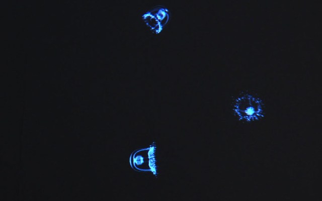 生命映射-道恩灯塔水母Life Mapping-Turritopsis nutricula (计算机衍生动态影像装置,125cmx35cmx60cm,2011) 生命映射-道恩灯塔水母Life Mapping-Turritopsis nutricula (计算机衍生动态影像装置,125cmx35cmx60cm,2011)