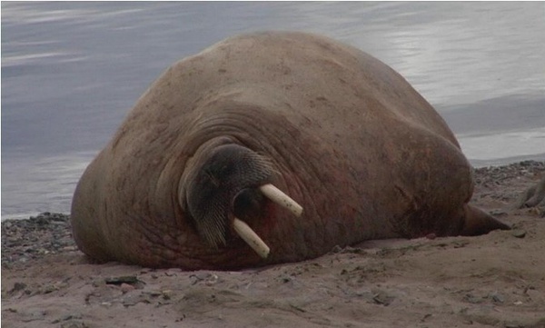 阿丽亚纳.米歇尔Ariane Michel, 在世上Sur la terre,2005 阿丽亚纳.米歇尔Ariane Michel, 在世上Sur la terre,2005