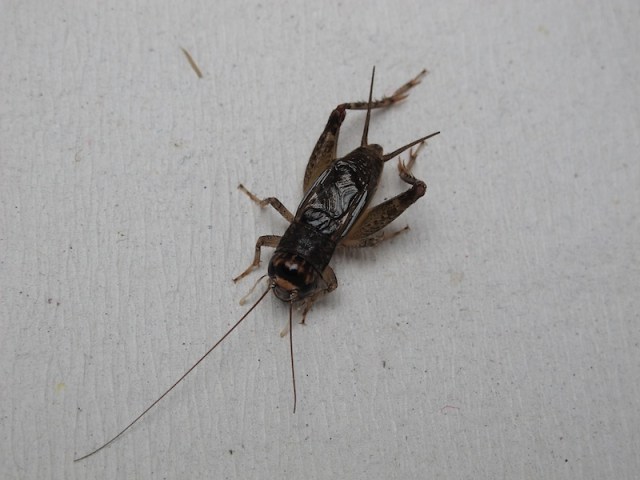 Liu Ren-Space 2011.10.1_Single Video_48m15s_2011